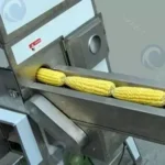 working process of the fresh sweet corn sheller